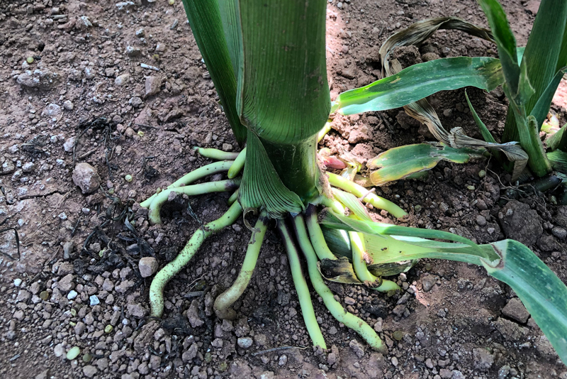 Corn plant root system