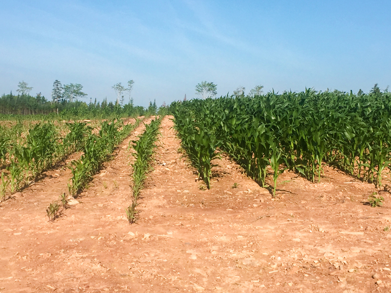 Corn on the right, in a newly cleared field, received N-Rich compared to control on the left image