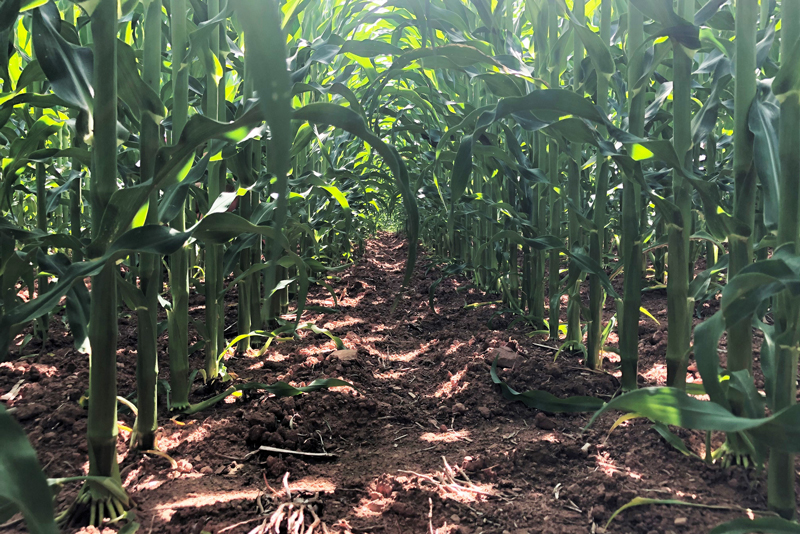 Ground view from inside of a corn crop