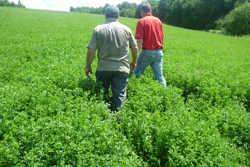 Two farmers walking through alfalfa fields