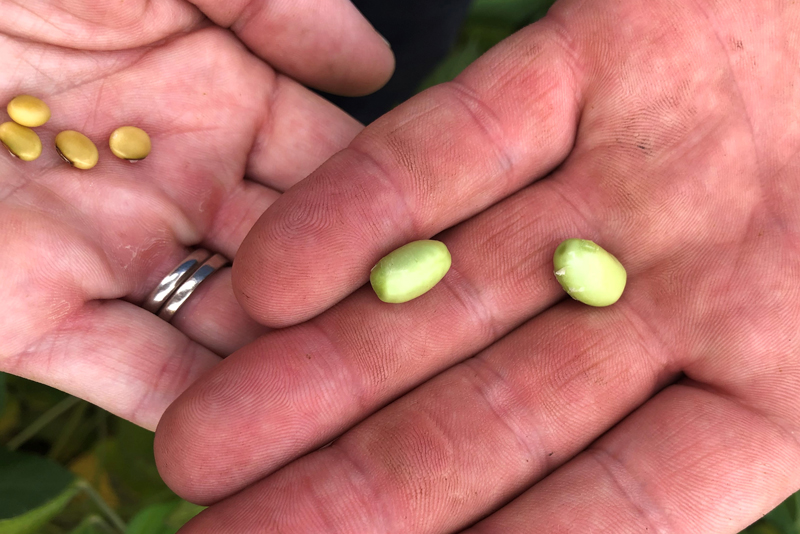Soybean nodules