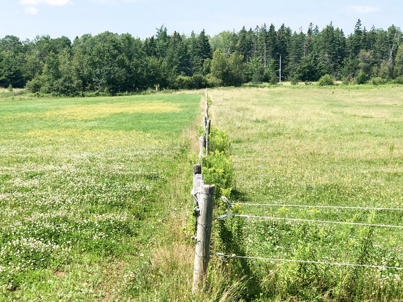 Grass pasture grazed equally. Pasture on the left received N-Rich, pasture on the right chemical fertilizer image
